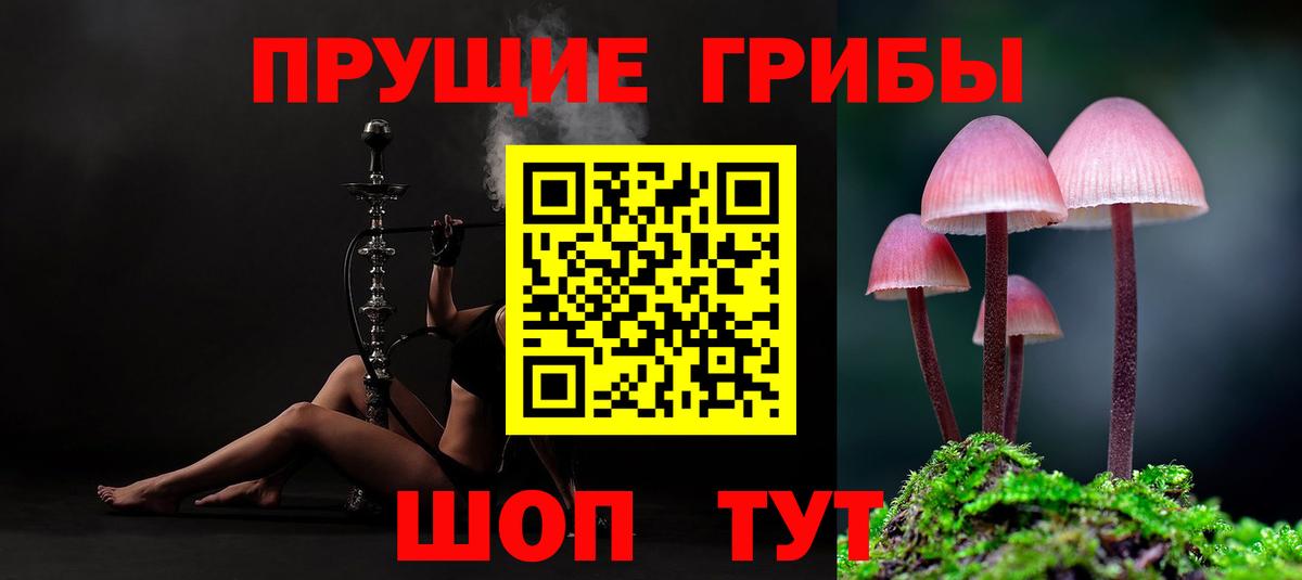 Псилоцибиновые грибы Psilocybe Ижевск